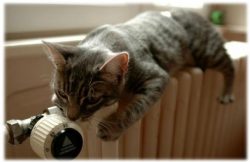 Chat Chaud